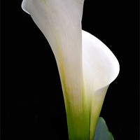 Buy canvas prints of calla lily by Heather Newton