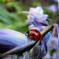 Buy canvas prints of ladybird and bluebells by Heather Newton