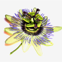 Buy canvas prints of painted passion flower by Heather Newton