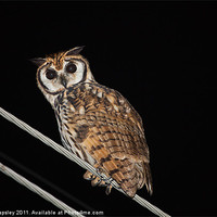 Buy canvas prints of Striped owl at night by Craig Lapsley