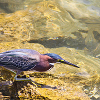 Buy canvas prints of Green Heron fishing by Craig Lapsley