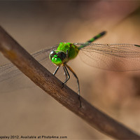 Buy canvas prints of Green Dragon fly by Craig Lapsley