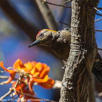 Buy canvas prints of Woodpecker in a tree by Craig Lapsley