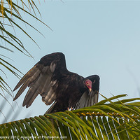 Buy canvas prints of Turkey Vulture by Craig Lapsley