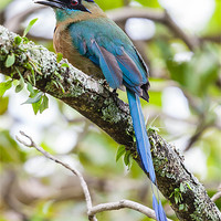 Buy canvas prints of Blue-crowned Motmot by Craig Lapsley
