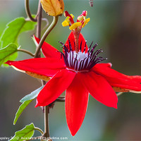 Buy canvas prints of red passion flower by Craig Lapsley