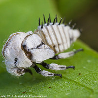 Buy canvas prints of treehopper nymph by Craig Lapsley