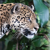 Buy canvas prints of Jaguar big cat by Craig Lapsley