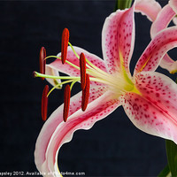 Buy canvas prints of oriental lily by Craig Lapsley