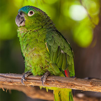 Buy canvas prints of Blue naped parrot by Craig Lapsley