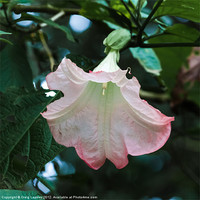 Buy canvas prints of Angels trumpet by Craig Lapsley