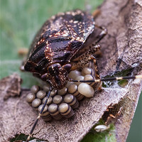 Buy canvas prints of stink bug eggs by Craig Lapsley
