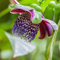 Buy canvas prints of purple passion flower by Craig Lapsley