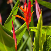 Buy canvas prints of parrots flower Heliconia by Craig Lapsley