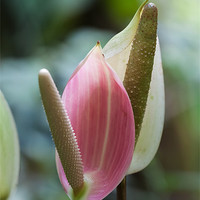 Buy canvas prints of pretty lilies by Craig Lapsley