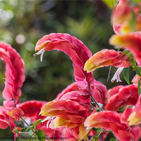 Buy canvas prints of red shrimp plant by Craig Lapsley