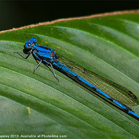 Buy canvas prints of electric blue damsel fly by Craig Lapsley