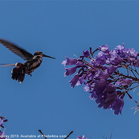 Buy canvas prints of hummingbird feeding on a Jacaranda tree by Craig Lapsley