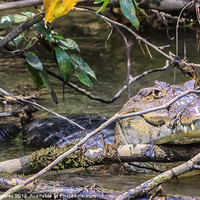 Buy canvas prints of Caiman hiding behind a twig by Craig Lapsley