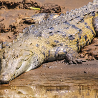Buy canvas prints of wild crocodile on the riverbank by Craig Lapsley