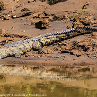 Buy canvas prints of Huge crocodile resting on the riverbank by Craig Lapsley