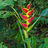 Buy canvas prints of Heliconia Wagneriana by Craig Lapsley