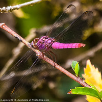 Buy canvas prints of purple dragonfly by Craig Lapsley