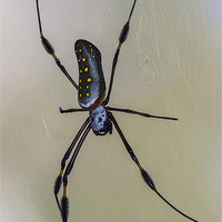 Buy canvas prints of golden orb weaver spider by Craig Lapsley