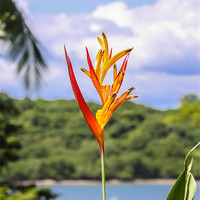 Buy canvas prints of Parrots flower, Heliconia by Craig Lapsley