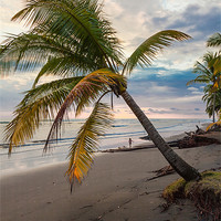 Buy canvas prints of Palm tree on beach at dusk by Craig Lapsley