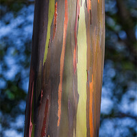 Buy canvas prints of Eucalyptus tree bark by Craig Lapsley