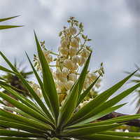 Buy canvas prints of Yucca plant in flower by Craig Lapsley