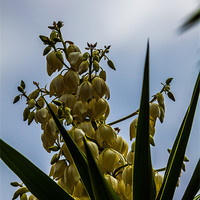 Buy canvas prints of flowering yucca plant by Craig Lapsley