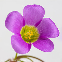 Buy canvas prints of purple oxalis flower by Craig Lapsley
