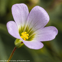 Buy canvas prints of lilac oxalis with typical 5 petals by Craig Lapsley