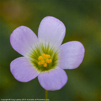 Buy canvas prints of lilac oxalis close up by Craig Lapsley