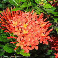 Buy canvas prints of bright red ixora flowers by Craig Lapsley