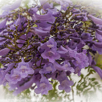 Buy canvas prints of Purple jacaranda flowers by Craig Lapsley