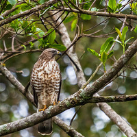 Buy canvas prints of A wild hawk perched in a tree by Craig Lapsley