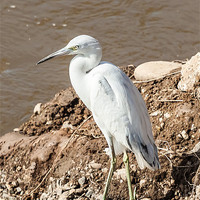Buy canvas prints of snowy egret on the river bank by Craig Lapsley