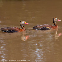 Buy canvas prints of black bellied whistling ducks by Craig Lapsley