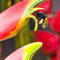 Buy canvas prints of Tropical bee visits a Heliconia flower by Craig Lapsley