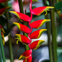 Buy canvas prints of lobster claw heliconia by Craig Lapsley
