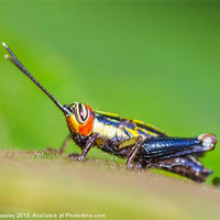 Buy canvas prints of tiny colourful cricket by Craig Lapsley