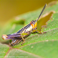 Buy canvas prints of tiny colorful Cricket by Craig Lapsley
