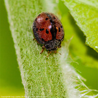 Buy canvas prints of hairy ladybird by Craig Lapsley