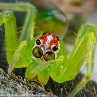 Buy canvas prints of extreme macro of a spiders face by Craig Lapsley