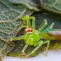 Buy canvas prints of Tiny green jumping spider by Craig Lapsley