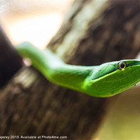 Buy canvas prints of green vine snake by Craig Lapsley