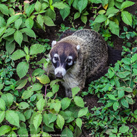 Buy canvas prints of White-nosed coati by Craig Lapsley